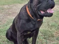 A KALİTE CANE CORSA