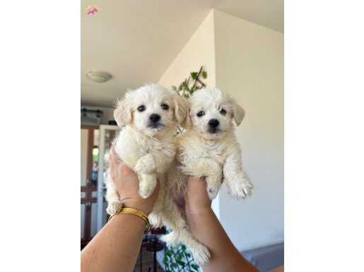 4 aylık maltese terrier yavru aşıları yapıldı