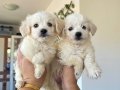 4 aylık maltese terrier yavru aşıları yapıldı