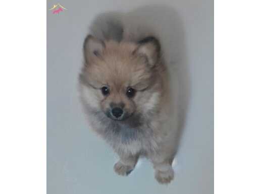 Pomeranian boo yavru