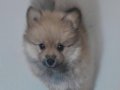 Pomeranian boo yavru