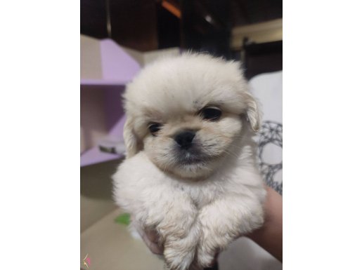 Safkan imperial basık burun pekinez yavruları 