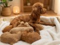 Toy Poodle Yavrularımız