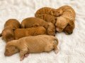 Toy Poodle Yavrularımız
