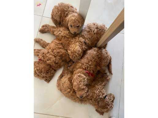 Ev Ortamında Büyümüş Maltipoo Yavrular