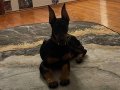 Yavru doberman