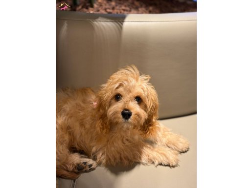 Eğitimli Cavapoo yavrumuz yeni yuvasını arıyor