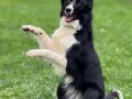 Profesör Karam Türkiye’nin En Eğitimli Border Collie Dostu