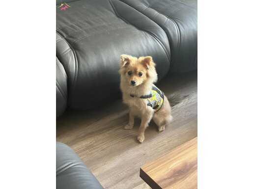 ÜCRETSİZ SAHİPLENDİRME