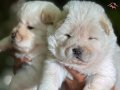 Chow Chow yavruları 2 aylık erkek dişi tüm aşıları yapıldı