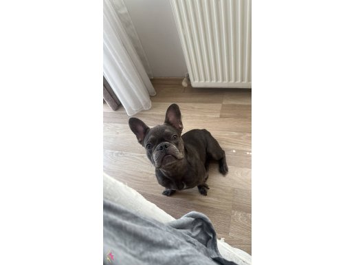 FRENCH BULLDOG BLUE 8 AYLIK ASILARI TAM