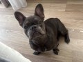 FRENCH BULLDOG BLUE 8 AYLIK ASILARI TAM
