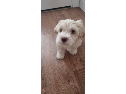 3 aylık yavru maltipoo 