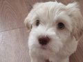 3 aylık yavru maltipoo 