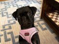 3 aylik asilari tam A kalite Siyah Pug Ankara