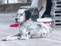 Pamuk yeni yuva arior