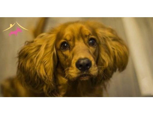 SCR li Aile dostu üst kalıte 