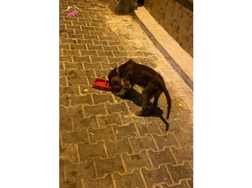 Scr li ırk garantili