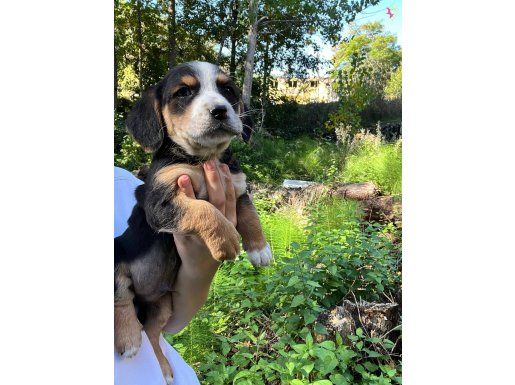safkan beagle yavruları