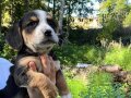 safkan beagle yavruları