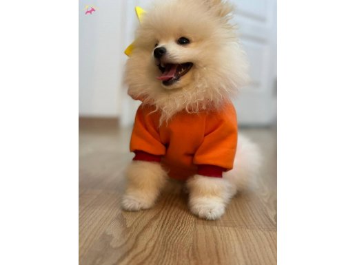 2.5 aylık yavru pomeranian