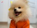 2.5 aylık yavru pomeranian