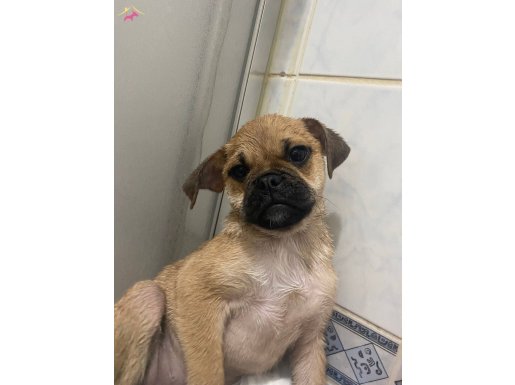 Ev köpeği akıllı uslu 