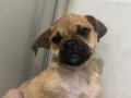 Ev köpeği akıllı uslu 