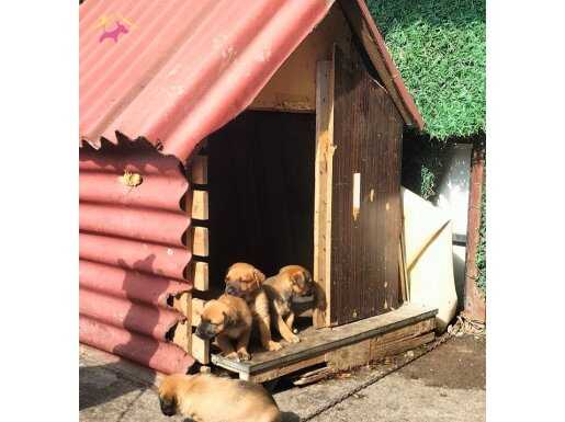 40 günlük yavrular