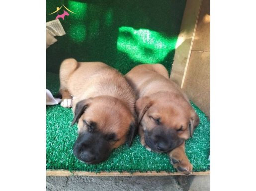 55 günlük yavrular son 2