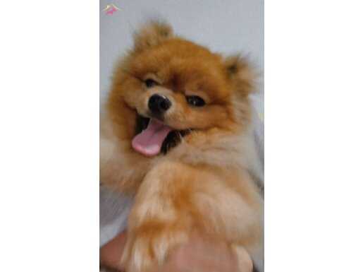 Bakamıyorum acıl veriyorum ekstra fotoraf atabilirim 