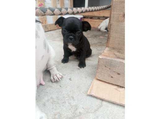 Frenc dişi 51 günlük oyuncu. Yavru 