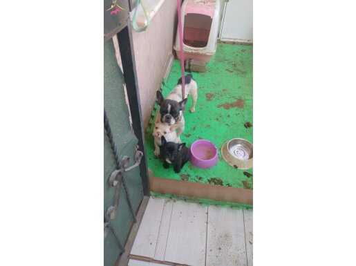 İki aylık yavrular siyah dışı beyaz erkek 