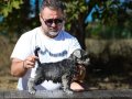 Sampiyon Aileden FCI /KIF Şecereli Miniature Schnauzer