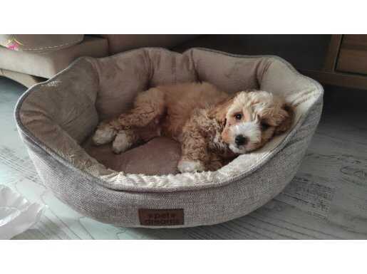 2 aylık yavrumuzu veriyoruz