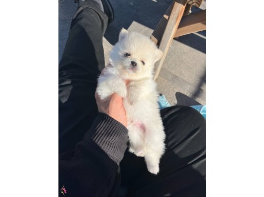 Anne teacup, baba bebek surat boo. 45 günlük bebekler