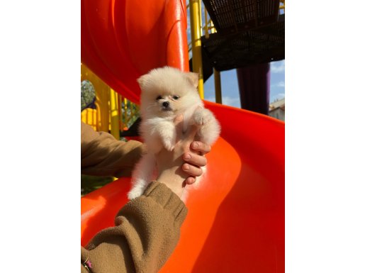 POMERANİAN BOO YAVRULAR SON 2 TANE İZMİR URLA