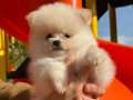 POMERANİAN BOO YAVRULAR SON 2 TANE İZMİR URLA