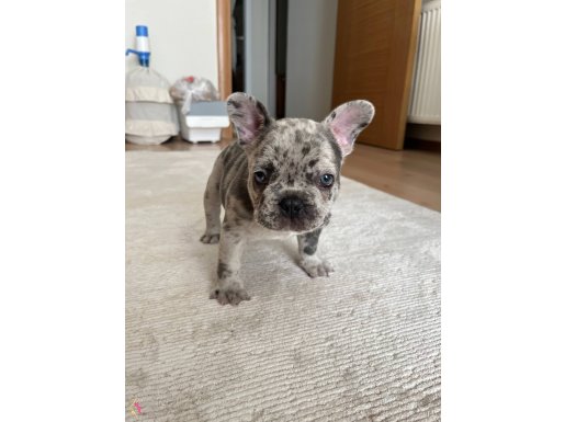 TÜRÜNÜN TEK ÖRNEĞİ MERLE FRENCH BULLDOG SAFKAN 