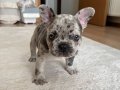 TÜRÜNÜN TEK ÖRNEĞİ MERLE FRENCH BULLDOG SAFKAN 