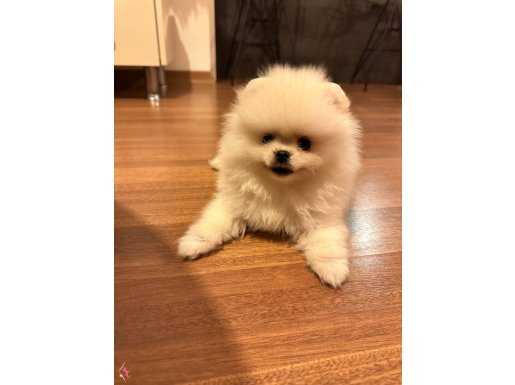2 Aylık erkek pomerian boo beyaz