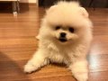 2 Aylık erkek pomerian boo beyaz
