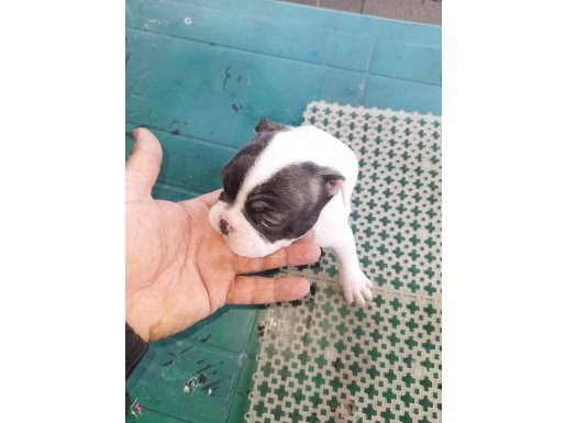 2 aylik yavrularimiz sahiplendirilecektir.