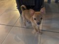 4 Aylık Chihuahua