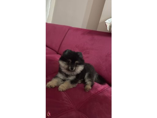 pomerian 3 aylık erkek sevimli cana yakın oyuncu bebeğimiz  