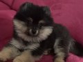 pomerian 3 aylık erkek sevimli cana yakın oyuncu bebeğimiz  