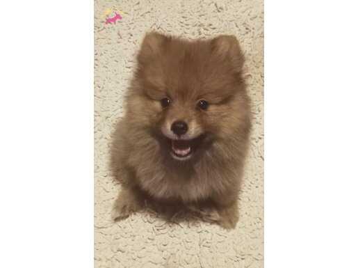 Oyuncu sevimli yakışıklı