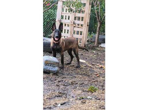 5 Aylık gençlik aşıları yapıldı