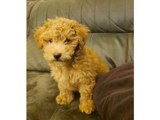 Toy poodle 2.5 aylik 