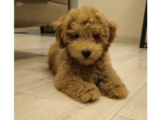 Poddle 3.5 aylik erkek